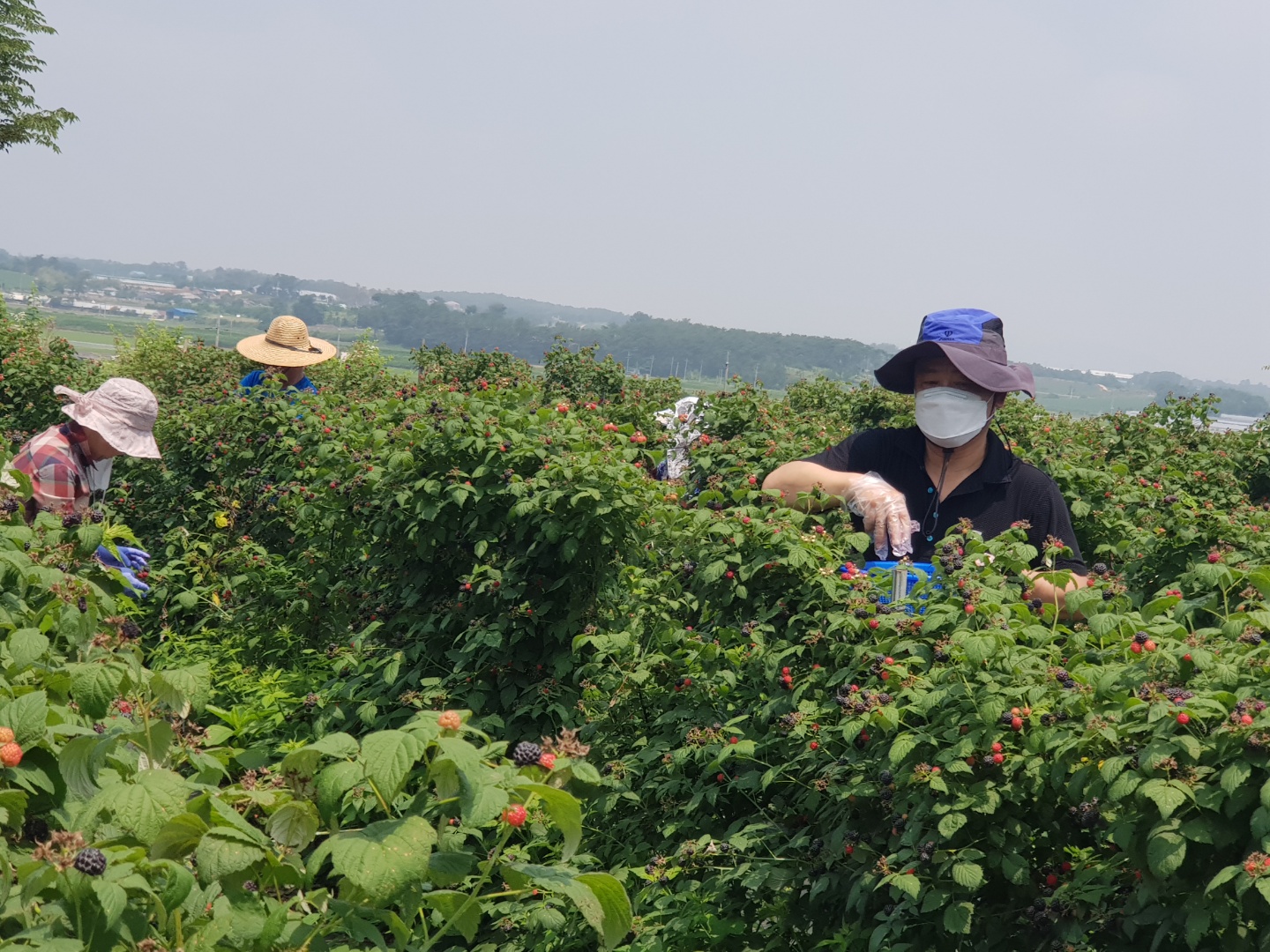 성경찬 도의원, 농촌 일손 돕기 구슬땀 흘려 2