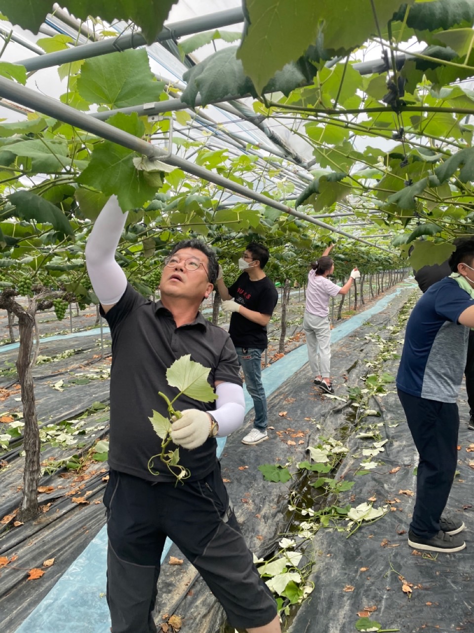 도의회 문건위, 포도농가 일손 돕기 구슬땀 3