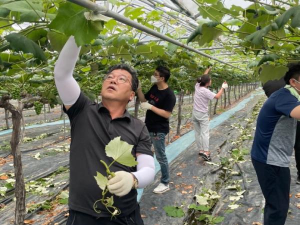 도의회 문건위, 포도농가 일손 돕기 구슬땀 3